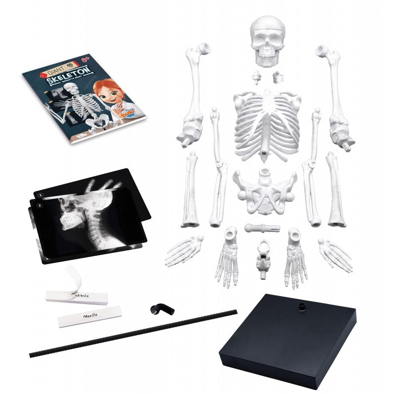 Skeleton 85 cm