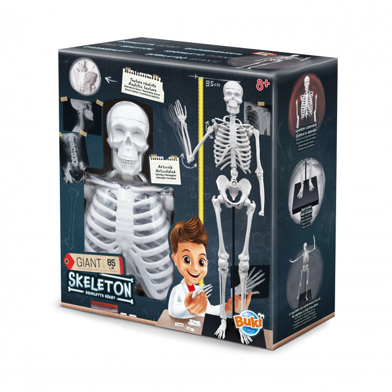 Skeleton 85 cm